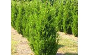 Brodie Juniper 3G [Juniperus virginiana Brodie]